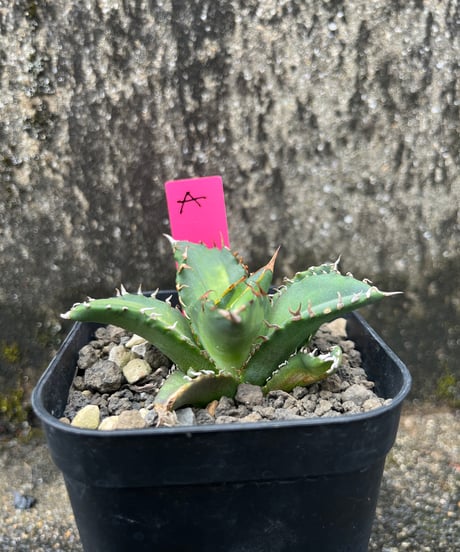 狂鯨　発根済　小株（A）