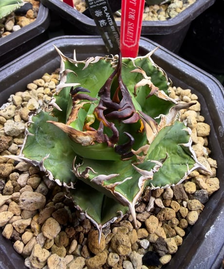 CATEGORY 厳選子株 | plants by frame