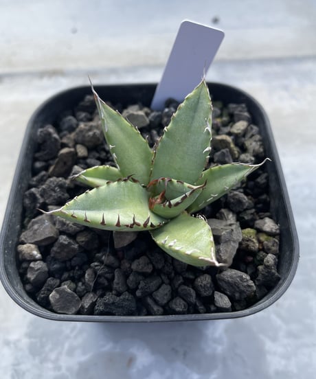 CATEGORY 黒鯨 | plants by frame CATEGORY 黒鯨 | plants by frame