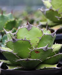 （lize血統）熊猫/パンダ　発根済　子株