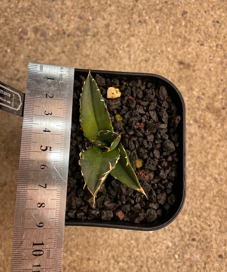 （lize血統）白鯨　発根済子株