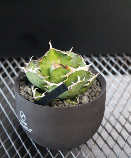 valiem 植栽株　螃蟹　M size
