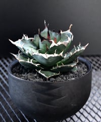 valiem植栽　HADES  L size