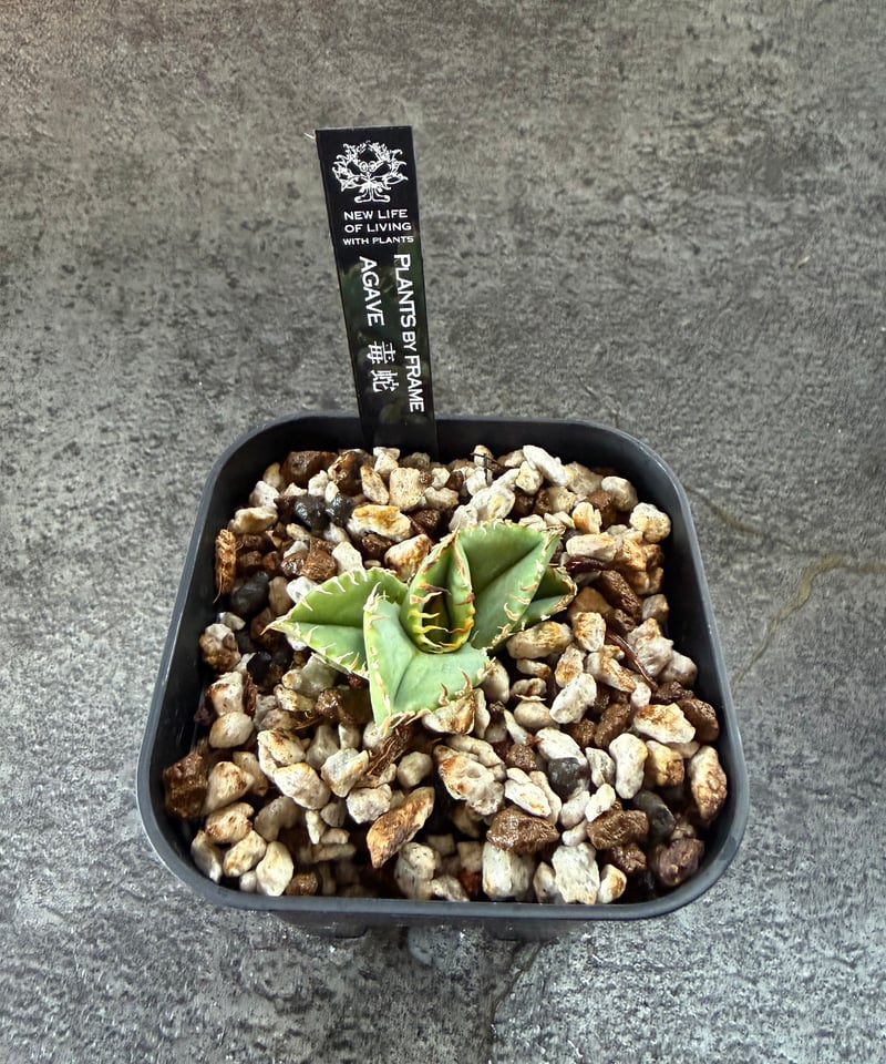 ハデス （発根済）　lize産（血統） Berlin血統）毒蛇 発根済 | plants by frame