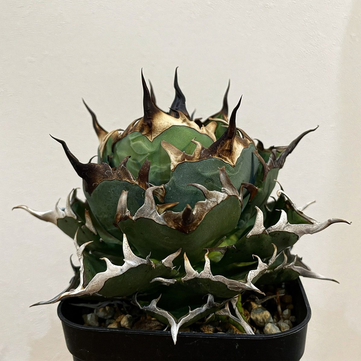 【週末限定価格】agave titanota Hades 恐龍牙齒 台湾輸入株！