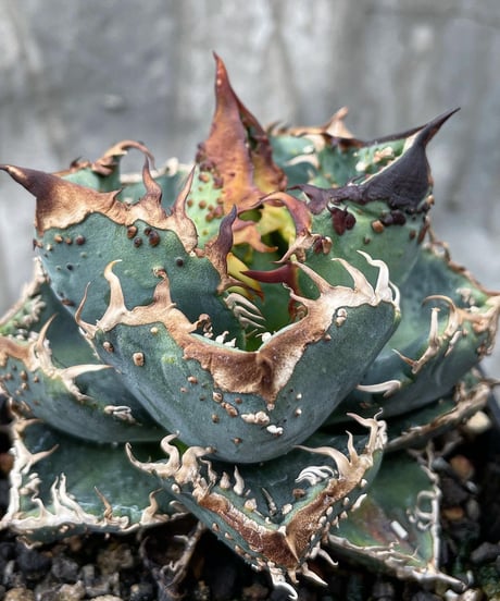 plants by frame