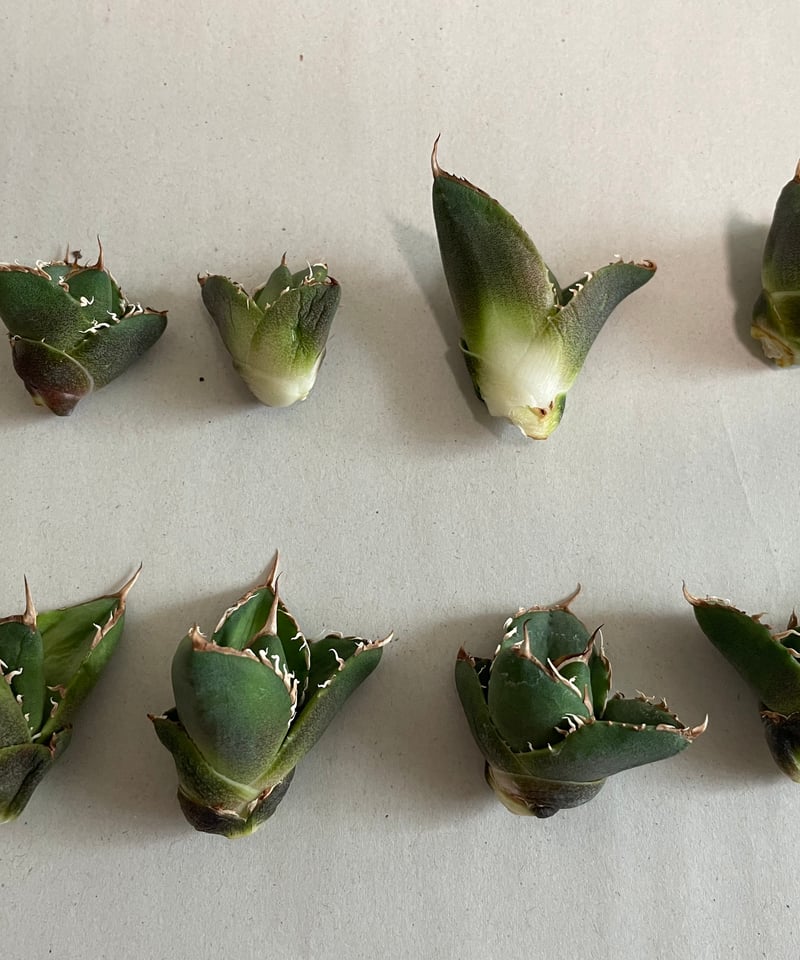 未発根）海王 子株 | plants by frame