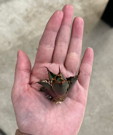毒刺産　背刺紅猫　未発根