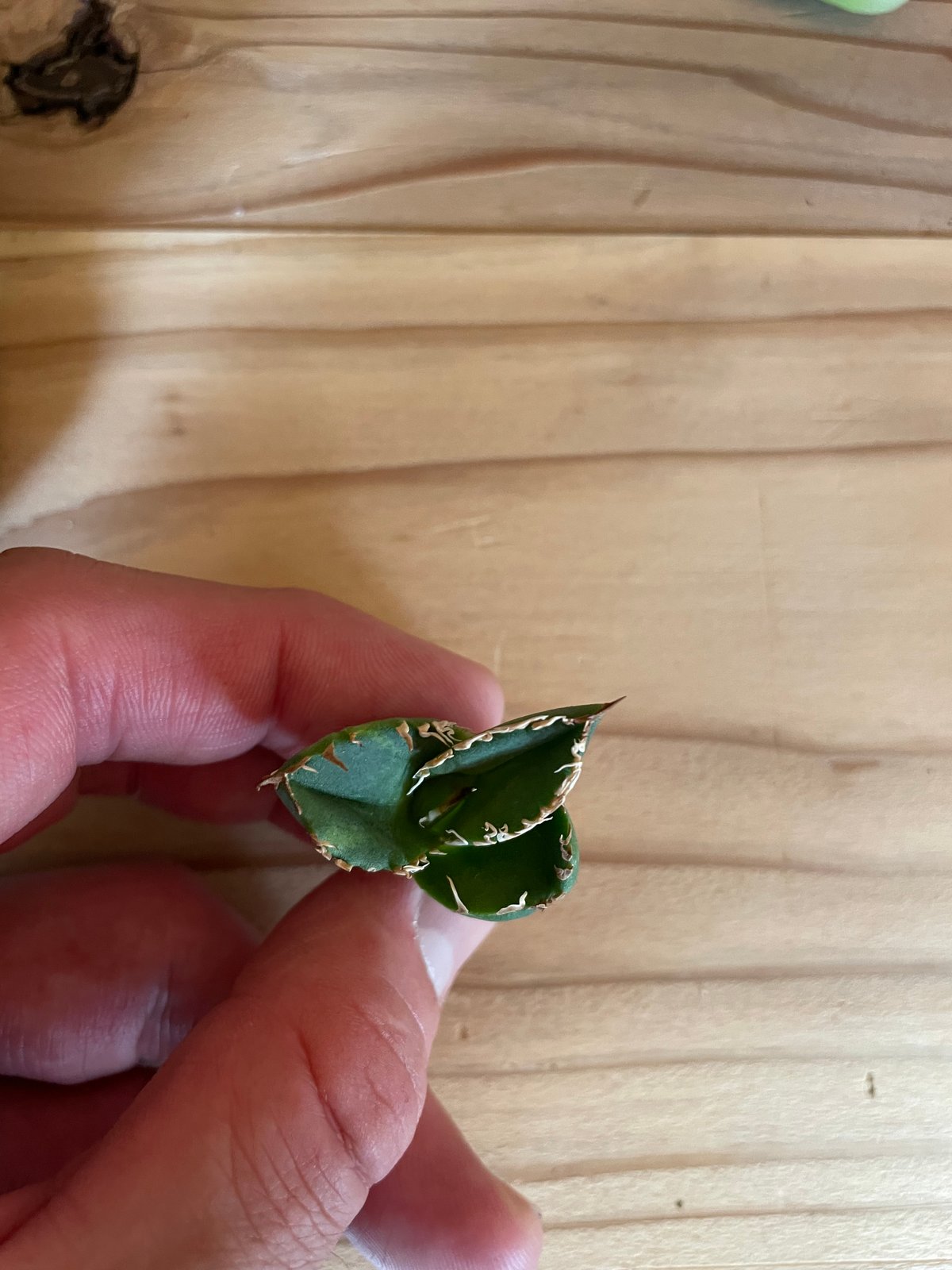 lize血統）流星 発根済子株 | plants by frame