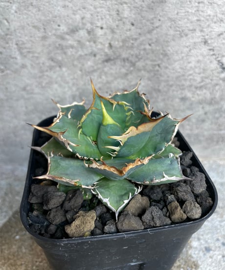 （TONY産）烈焰　発根済　小株大