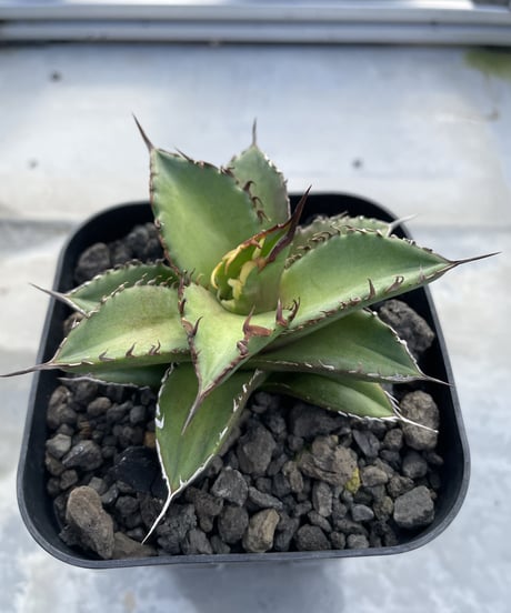 （lize血統）白排刺　発根済小株