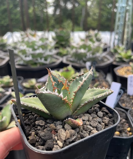 狼人　発根済小株