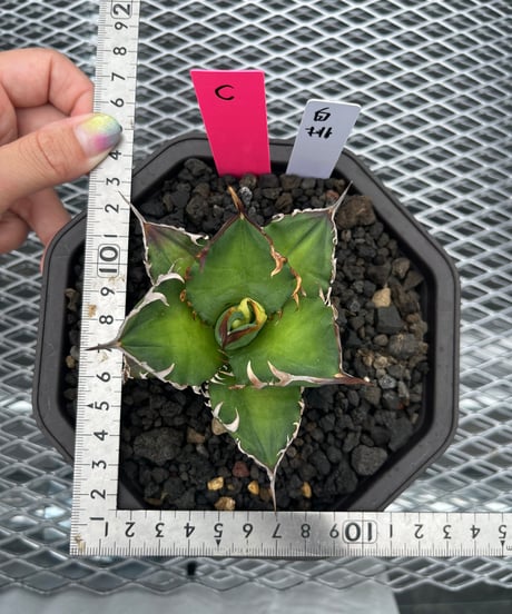 星空　龍球会産　子株　発根済 アガベ・チタノタ 繁星（芽）-009｜agave titanota star‐studded