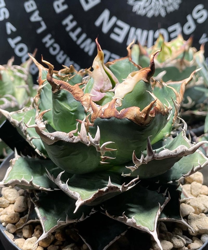 未発根)海王 子株 | plants by frame 未発根)海王 子株 | plants by frame