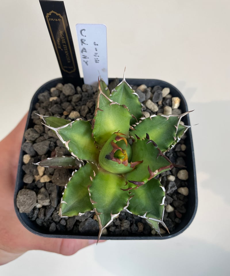 ハデス （発根済）　lize産（血統） ハデス （発根済） lize産（血統） ハデス （発根済） lize産