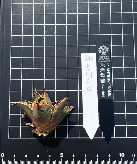 毒刺産　背刺紅猫　未発根