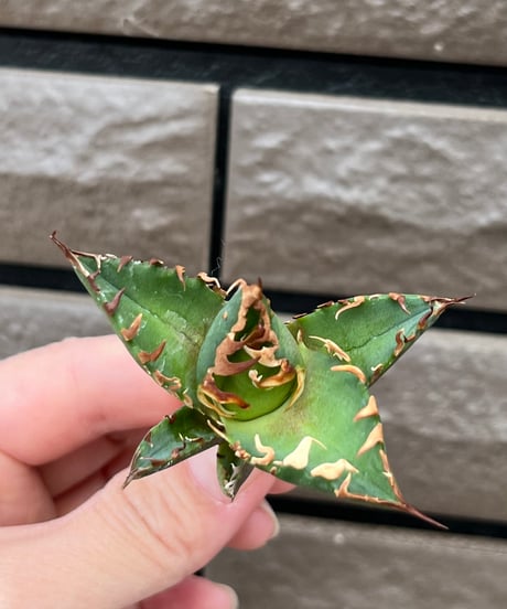 毒刺産　背刺紅猫　未発根