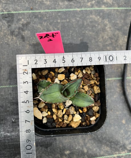 CATEGORY 厳選小株 | plants by frame