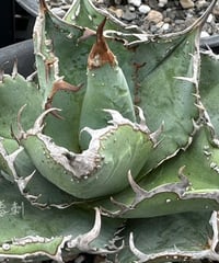 毒刺産　MS-ND 未発根