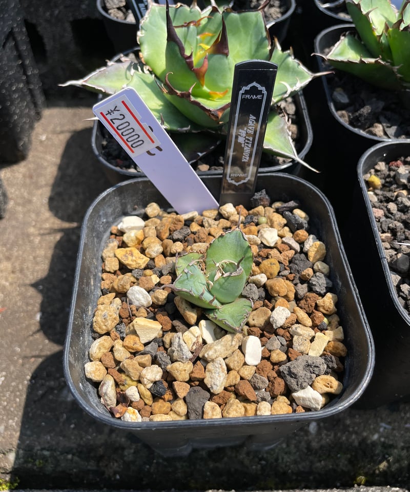 cj plants産　CJ 胖鯨　大株 cj plants産 胖鯨 大株 アガベ チタノタ