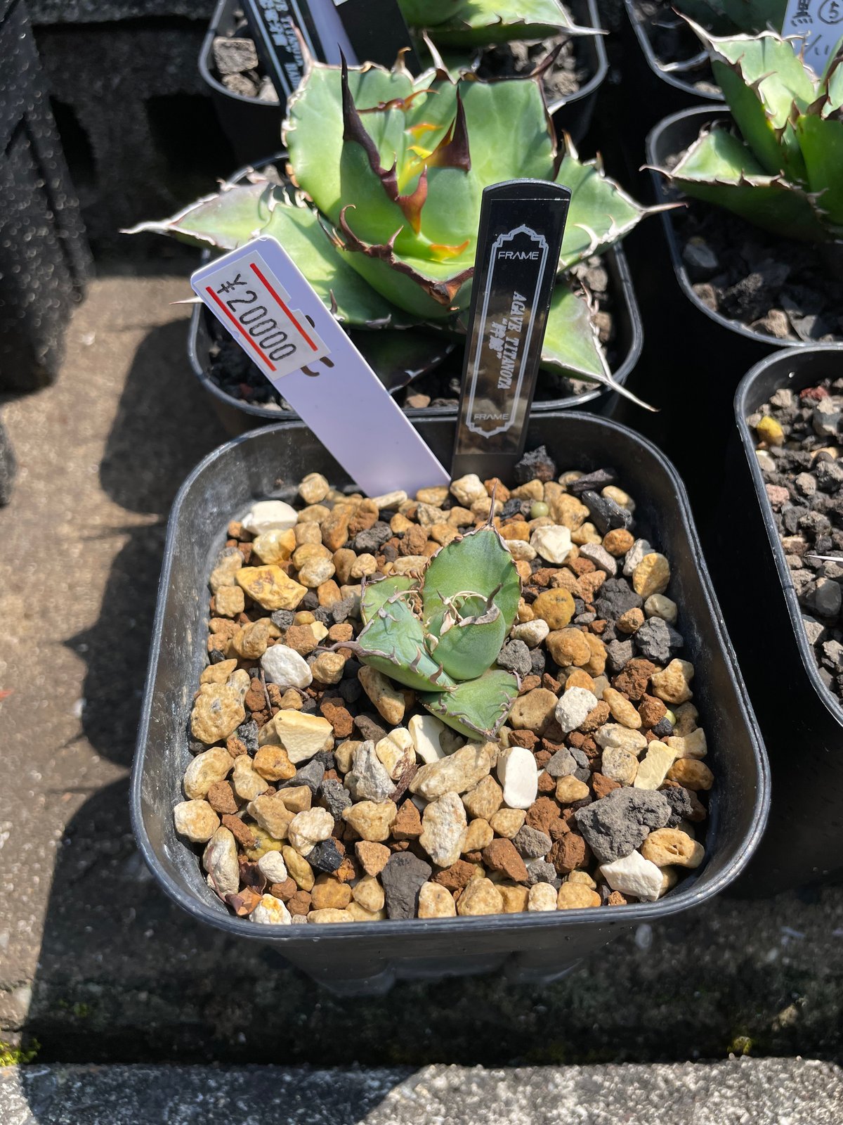 毒刺産）胖鯨 発根済子株 | plants by frame