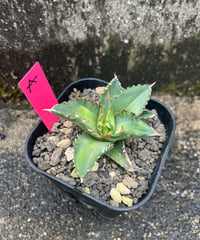 狂鯨　発根済　小株（A）