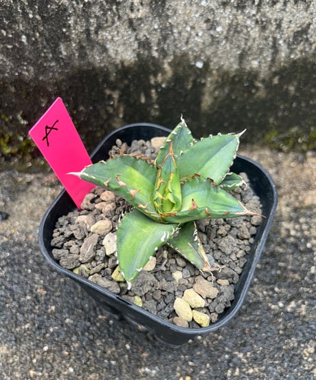 CATEGORY 厳選小株 | plants by frame