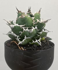狂鯨　発根済　小株