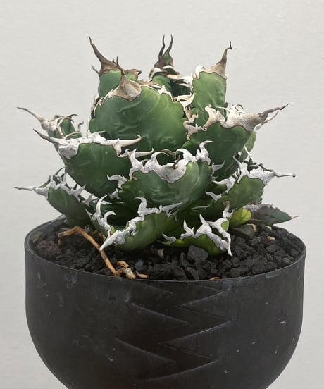 CATEGORY 厳選小株 | plants by frame