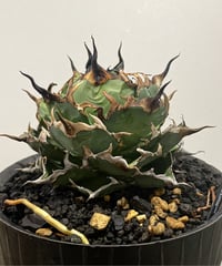 HADES /恐竜牙齒　発根済み　小株