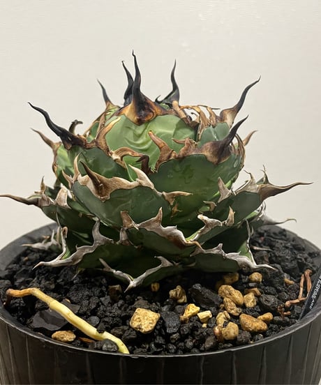 HADES /恐竜牙齒　発根済み　小株