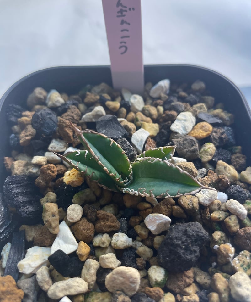 アガベ チタノタ 穿山甲 子株 【公式通販】