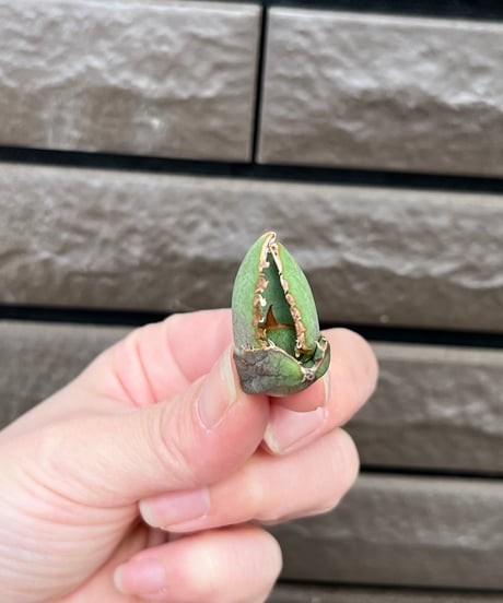 毒刺産　MS-ND 未発根