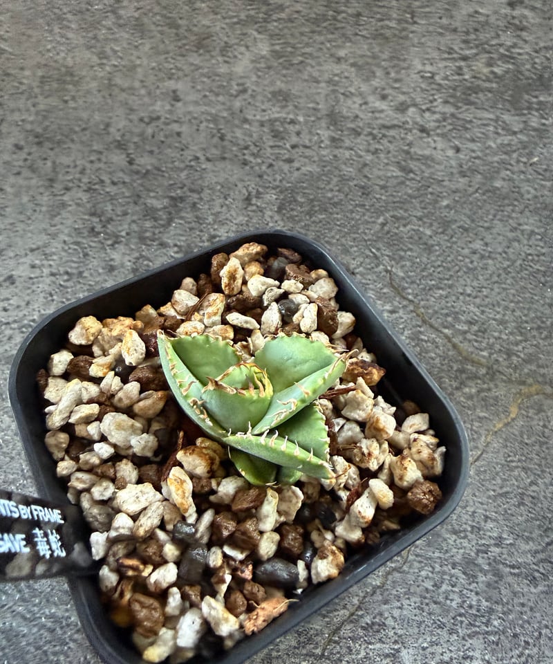 アガベ毒蛇　子株　berlin血統 Berlin血統）毒蛇 発根済 | plants by frame