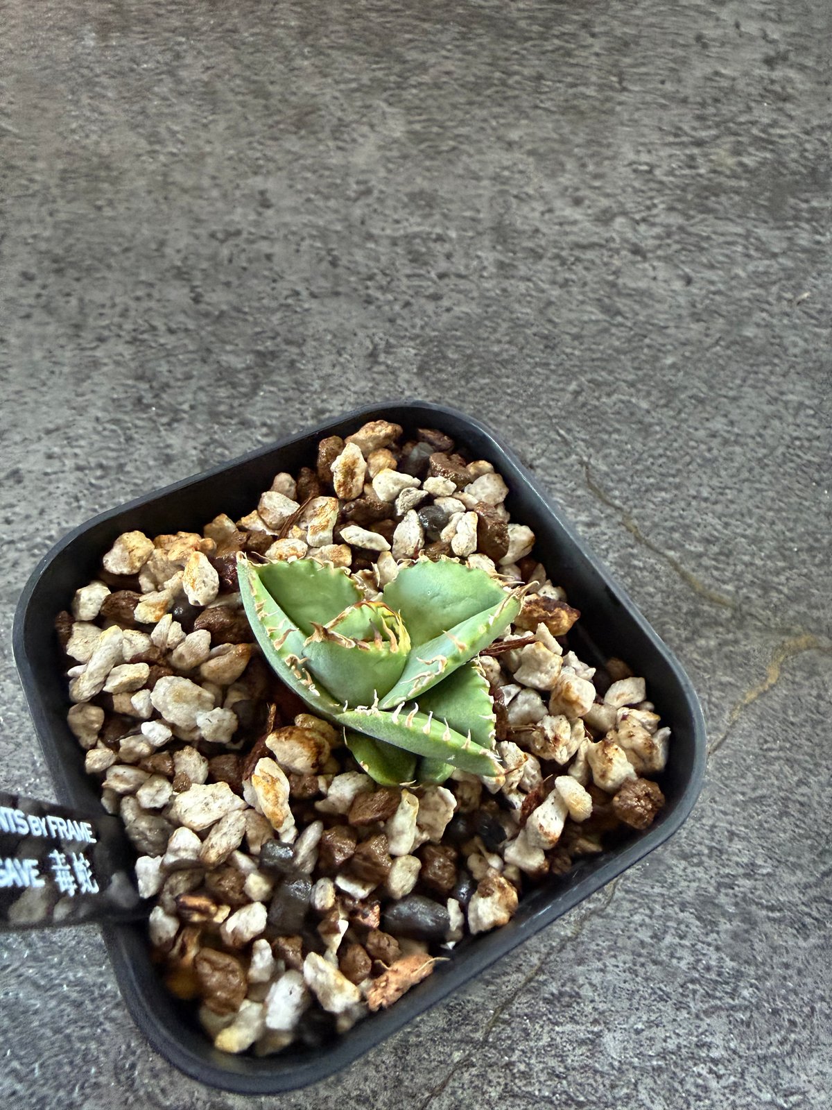 Berlin血統）毒蛇 発根済 | plants by frame