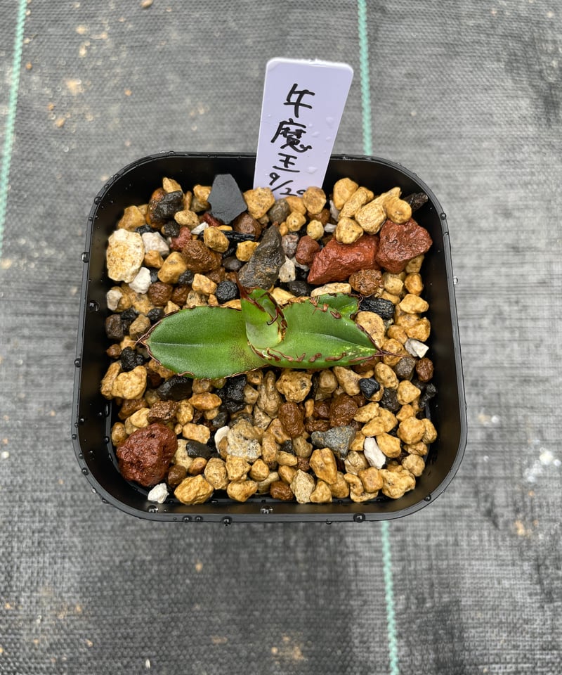 lize血統）牛魔王 直子 発根済子株 | plants by frame