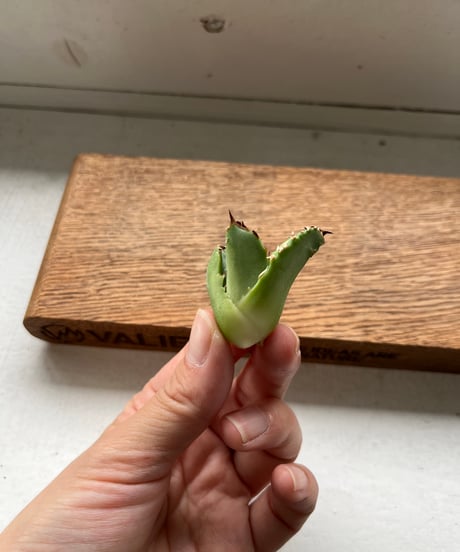 皇冠　ベアルート　未発根　子株