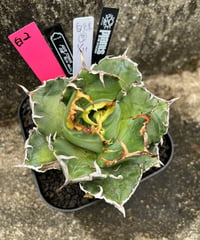 （lize血統）白鯨　発根済　小株