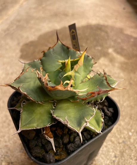 （TONY産）烈焰　発根済