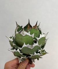 （台湾産）姫厳龍　精品⑥