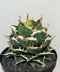 （未発根）海王　子株