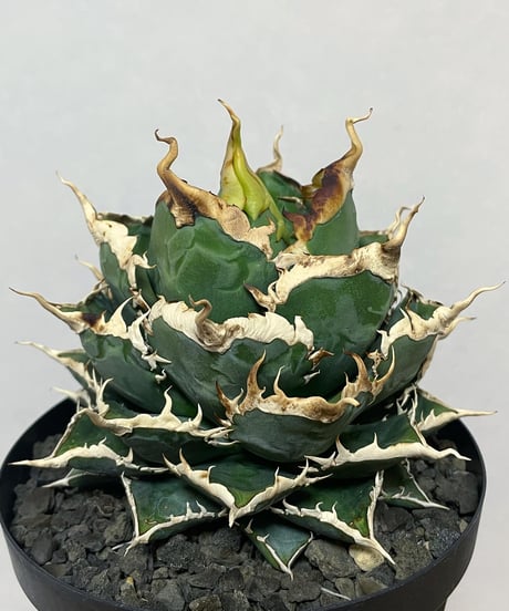 （未発根）海王　子株
