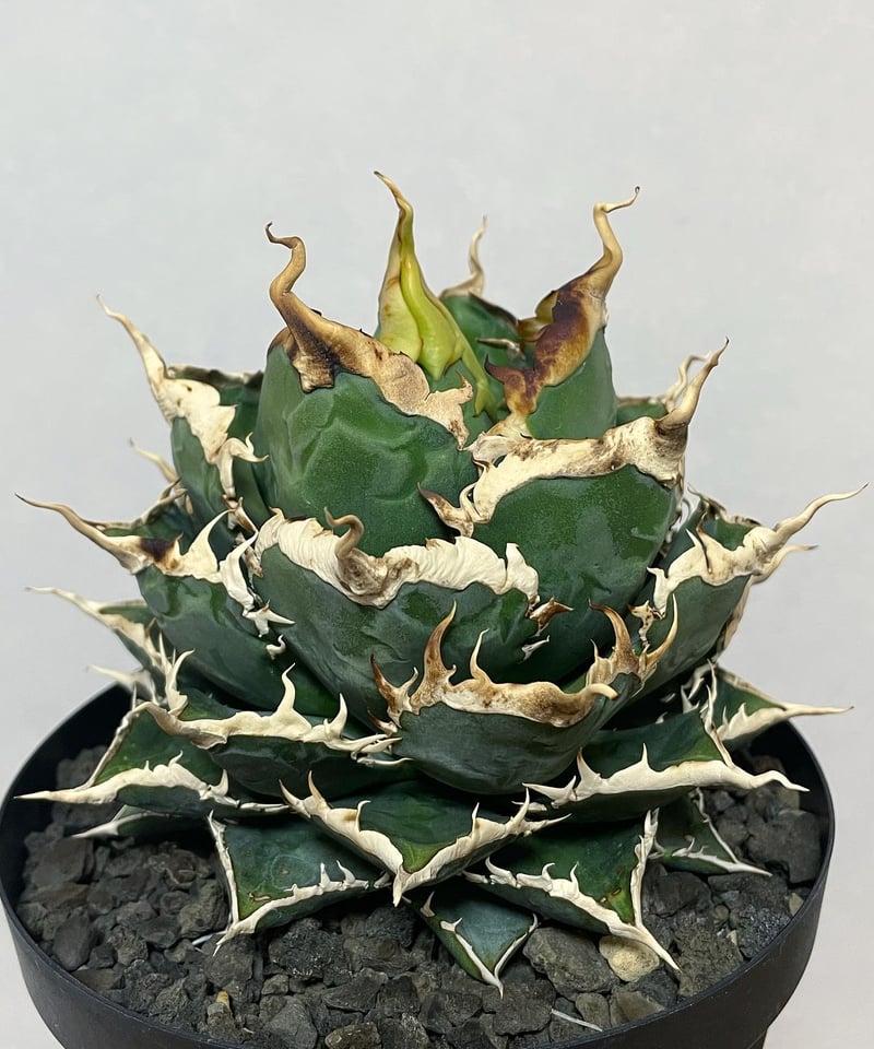 未発根)海王 子株 | plants by frame 未発根)海王 子株 | plants by frame