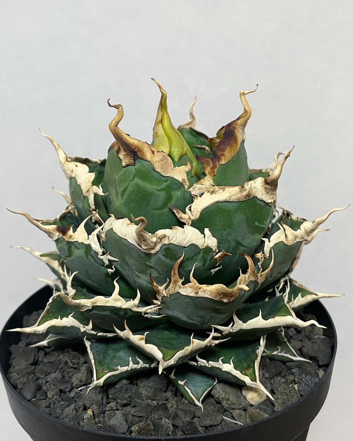 未発根）海王 子株 | plants by frame