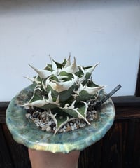 valiem × plants by frame 別注鉢 Mサイズ | plants by f