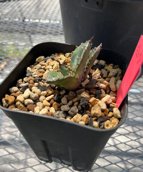 （lize血統）白鯨　発根済　子株（白7）