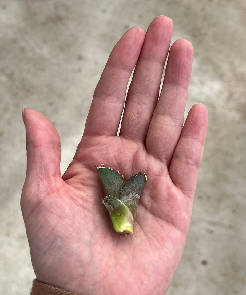 大白鯊 海胆子株 未発根 | plants by frame