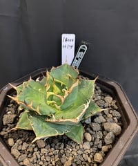 HADES/恐竜牙齒　H14 発根済