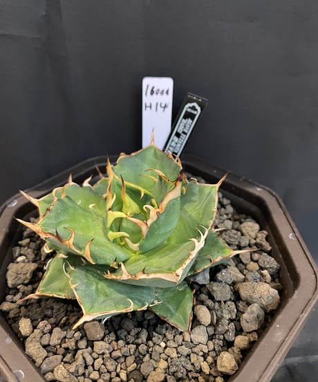 ハデス （発根済）　lize産（血統） lize血統）HADES/恐竜牙齒 発根済 | plants by frame