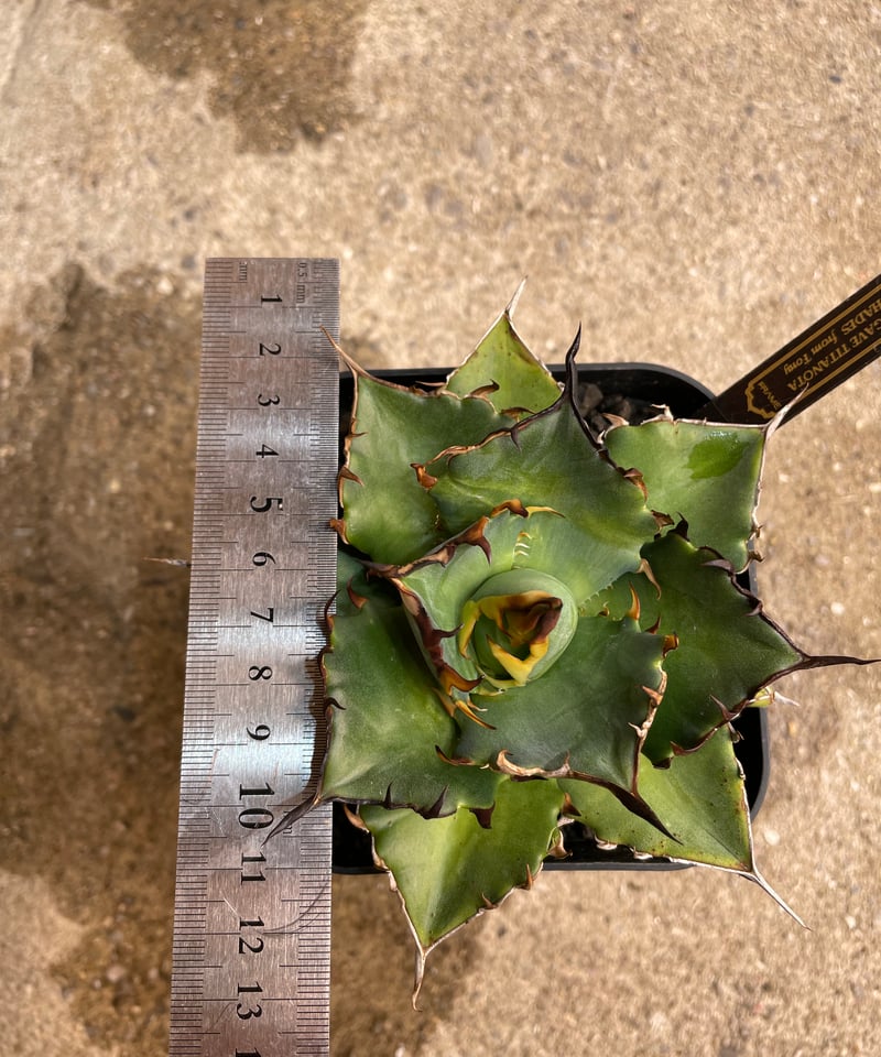 【親株のみ】tonys hades トニーハデス　　アガベ　チタノタ TONY産）HADES/黒帝斯 中株 | plants by frame